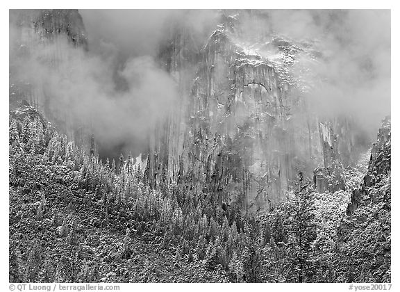Trees, cliffs and mist. Yosemite National Park (black and white)