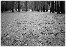 Lupine on floor of burned forest. Yosemite National Park, California, USA. (black and white)