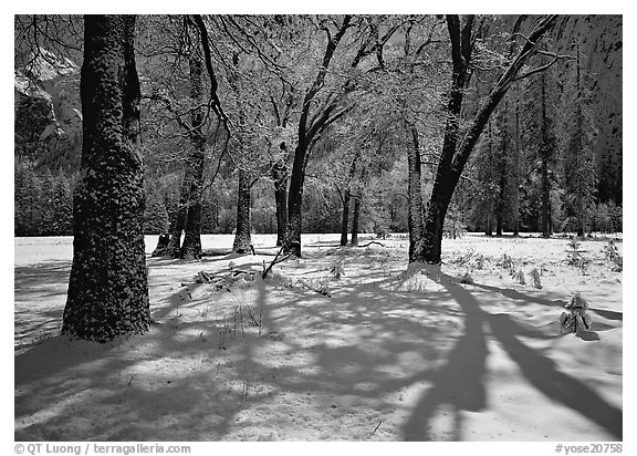 Black Oaks and shadows in El Capitan Meadow in winter. Yosemite National Park (black and white)