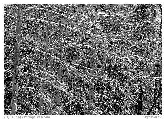 Snow-covered trees with diagonal branch pattern. Yosemite National Park (black and white)