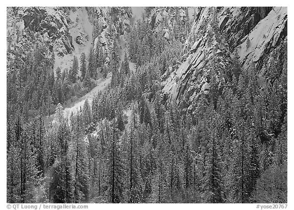 Dry Evergreens and snowy cliff. Yosemite National Park (black and white)