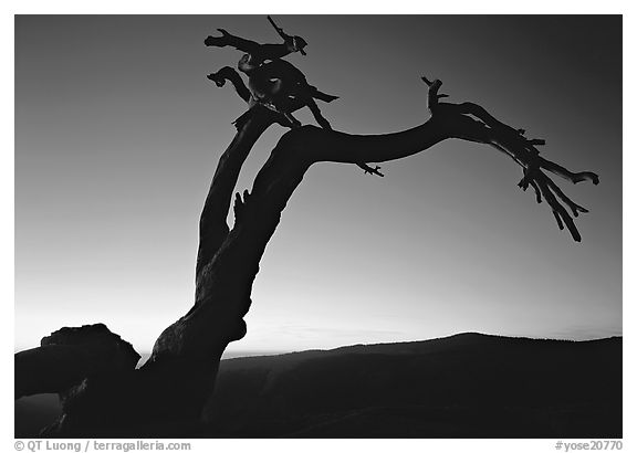 Dead Jeffrey Pine on Sentinel Dome, sunset. Yosemite National Park (black and white)