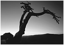 Dead Jeffrey Pine on Sentinel Dome, sunset. Yosemite National Park ( black and white)
