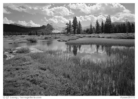 Spring pond in Tuolumne Meadows and Lambert Dome. Yosemite National Park (black and white)