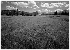 Summer wildflowers and Lembert Dome, Tuolumne Meadows. Yosemite National Park ( black and white)