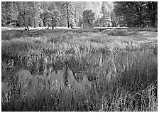 Flooded Meadow below Cathedral Rock in spring. Yosemite National Park ( black and white)
