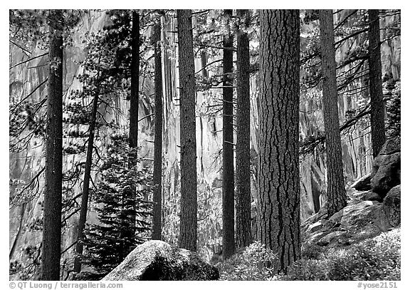 Lodegepole pines and cliff, Yosemite Falls trail. Yosemite National Park (black and white)