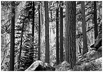 Lodegepole pines and cliff, Yosemite Falls trail. Yosemite National Park ( black and white)