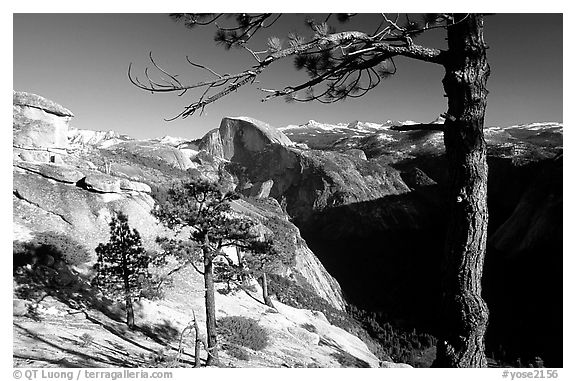 Half-Dome framed by pine trees from valley rim, late afternoon. Yosemite National Park (black and white)