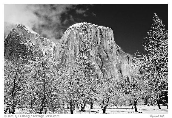 Snow-covered trees and West face of El Capitan. Yosemite National Park (black and white)