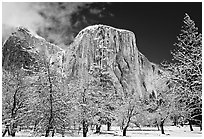 Snow-covered trees and West face of El Capitan. Yosemite National Park ( black and white)