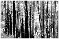 Burned forest in winter, Wawona road. Yosemite National Park, California, USA. (black and white)