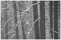 Lodgepole pine trees in winter, Badger Pass. Yosemite National Park ( black and white)