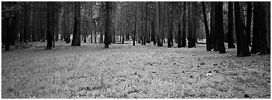 Lupine and burned forest. Yosemite National Park (Panoramic black and white)