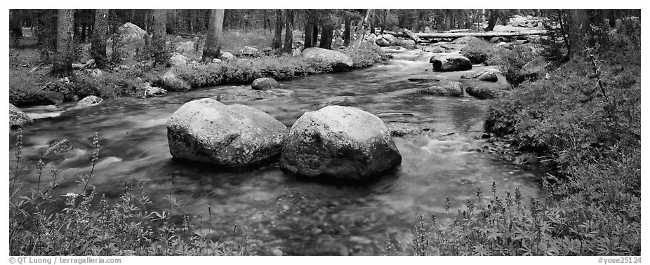 Two boulders in stream with lupine. Yosemite National Park (black and white)