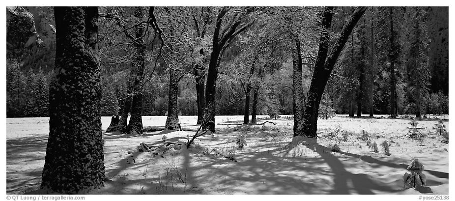 Oak Trees and snow, El Capitan Meadow. Yosemite National Park (black and white)