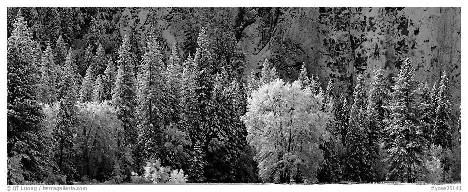 Snowy trees at the base of cliff. Yosemite National Park (black and white)