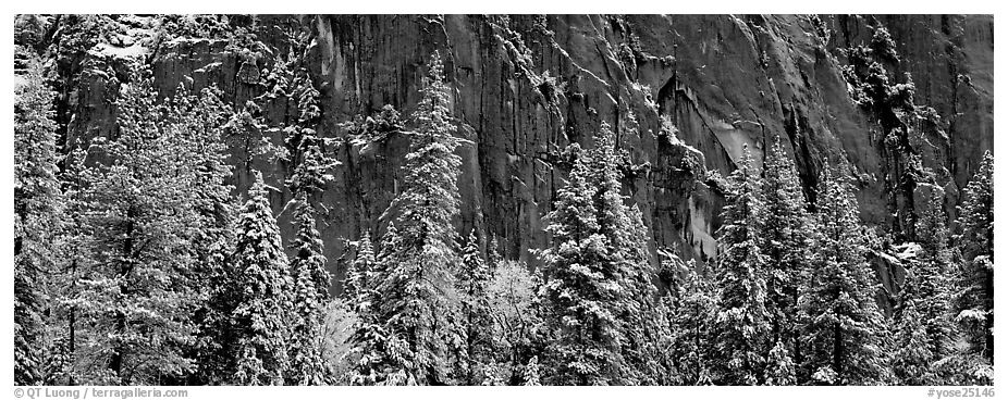 Snow-covered trees and dark cliff. Yosemite National Park (black and white)