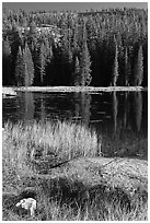 Shore with autumn grasses, Siesta Lake. Yosemite National Park ( black and white)