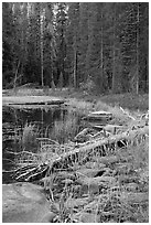 Shore with fall colors, Siesta Lake. Yosemite National Park ( black and white)
