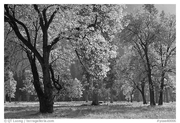 Black oaks with with autum leaves, El Capitan Meadow, afternoon. Yosemite National Park (black and white)
