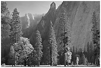 Oaks, pine trees, and rock wall. Yosemite National Park, California, USA. (black and white)
