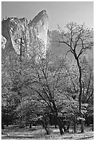Trees in fall foliage and Leaning Tower. Yosemite National Park ( black and white)
