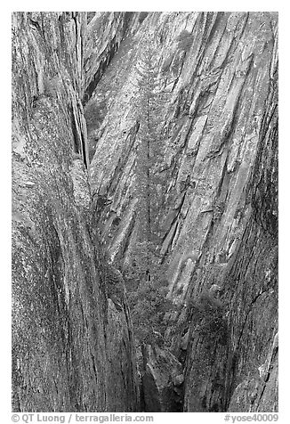 Pine tree growing in fissure near Taft Point. Yosemite National Park (black and white)