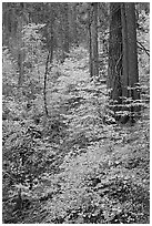 Undergrowth and forest in autumn foliage, Wawona Road. Yosemite National Park ( black and white)