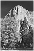 Trees in fall color and El Capitan. Yosemite National Park, California, USA. (black and white)