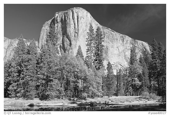 Trees along  Merced River and El Capitan. Yosemite National Park (black and white)