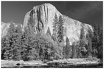 Trees along  Merced River and El Capitan. Yosemite National Park ( black and white)
