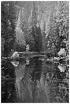 Merced River, trees and reflections at the base of Cathedral Rocks. Yosemite National Park ( black and white)