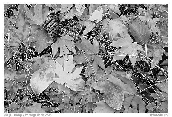 Fallen maple and dogwood leaves, pine needles and cone. Yosemite National Park, California, USA.