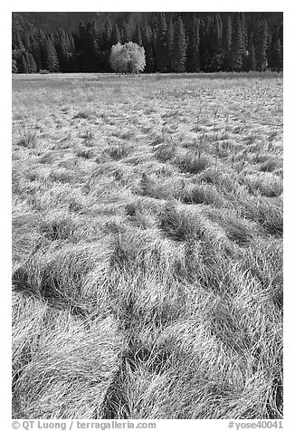 Grasses in autumn and aspen cluster, Ahwahnee Meadow. Yosemite National Park (black and white)