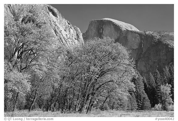 Trees in autumn foliage and Half Dome, Ahwahnee Meadow. Yosemite National Park (black and white)