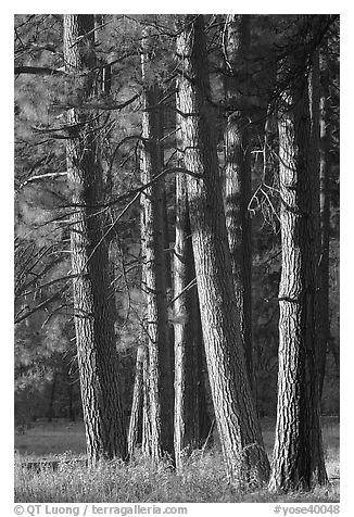 Pine trees, late afternoon. Yosemite National Park (black and white)