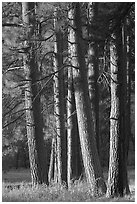 Pine trees, late afternoon. Yosemite National Park ( black and white)