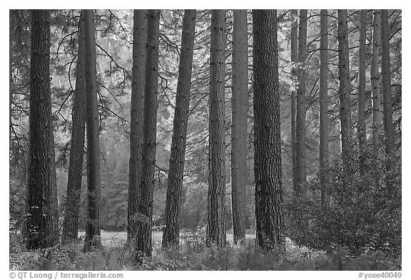 Pine trees bordering Cook Meadow. Yosemite National Park, California, USA.