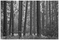 Pine trees bordering Cook Meadow. Yosemite National Park ( black and white)