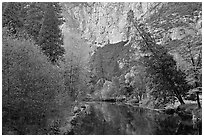 Trees in fall foliage bordering Merced River. Yosemite National Park ( black and white)