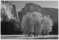Aspen stand and Half-Dome, morning. Yosemite National Park ( black and white)