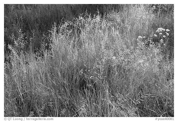 Close-up of grasses in autumn. Yosemite National Park (black and white)