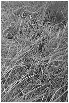 Grasses and morning frost. Yosemite National Park, California, USA. (black and white)