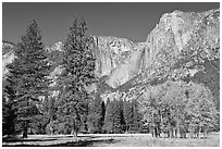 Aspens, pine trees, and Yosemite Falls wall in autum. Yosemite National Park, California, USA. (black and white)