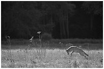 Coyote jumping in meadow. Yosemite National Park ( black and white)