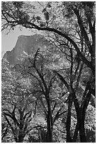Oak trees and Half-Dome. Yosemite National Park ( black and white)