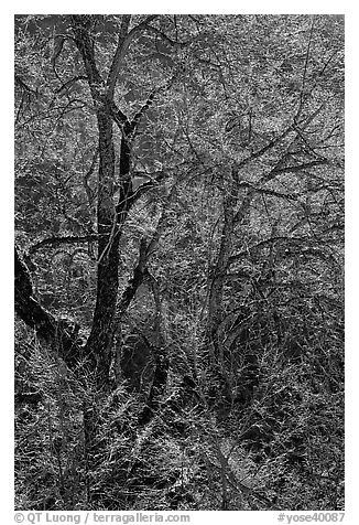 Branches of Elm tree and light. Yosemite National Park (black and white)
