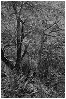 Branches of Elm tree and light. Yosemite National Park, California, USA. (black and white)