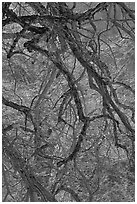 Dendritic branches pattern. Yosemite National Park ( black and white)